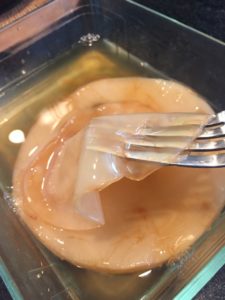 Peeling off a layer of SCOBY for starting a new Kombucha brew